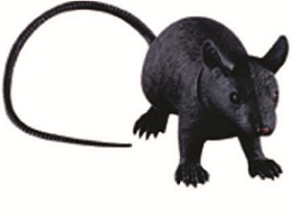 Jumbo Rubber Rat