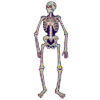 Jointed Day of the Dead Skeleton